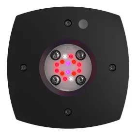 Prime 16 LED Fuge Light - Black Body - Aqua Illumination